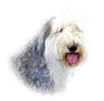 Old English Sheepdog Rescue & Welfare